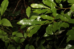Beilschmiedia obtusifolia