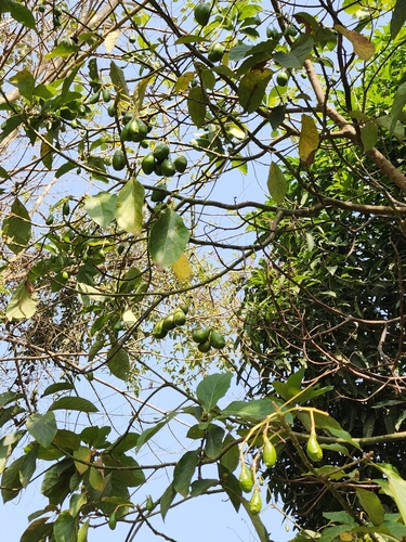 Avocado