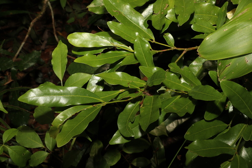 Image of Beilschmiedia obtusifolia by (c) Greg Tasney, some rights reserved (CC BY-SA)