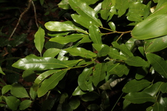 Beilschmiedia obtusifolia