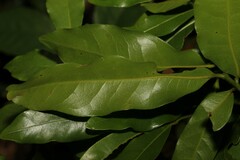 Beilschmiedia obtusifolia