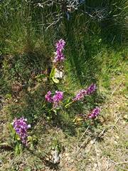 Himantoglossum robertianum