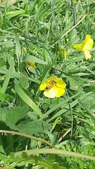 Apis mellifera