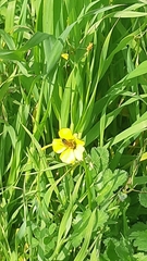 Apis mellifera