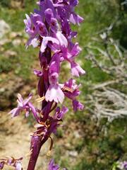 Orchis olbiensis