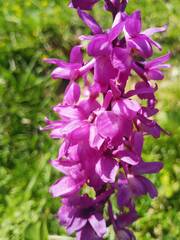 Orchis olbiensis