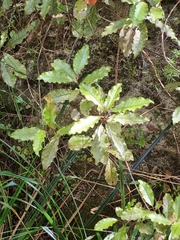 Quintinia serrata