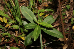 Myrsine variabilis