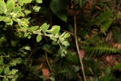 Pimelea altior