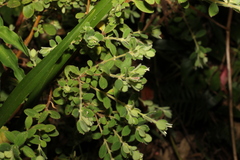 Pimelea altior