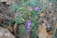 Teucrium botrys