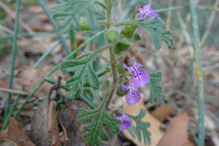 Teucrium botrys