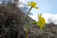 Narcissus assoanus