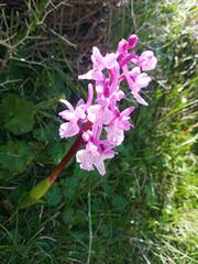 Orchis olbiensis