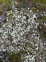 Cladonia foliacea