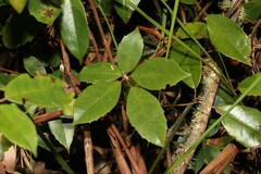 Cissus hypoglauca