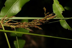 Carex brunnea