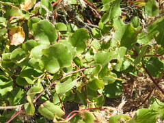 Muehlenbeckia adpressa