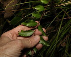 Zanthoxylum brachyacanthum