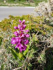 Orchis mascula
