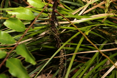 Zanthoxylum brachyacanthum