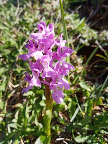 Orchis olbiensis image