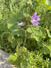 Malvaceae