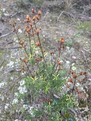Cistaceae