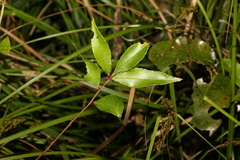 Zanthoxylum brachyacanthum