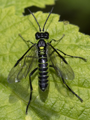 Tenthredo mesomela