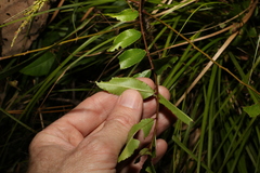 Zanthoxylum brachyacanthum