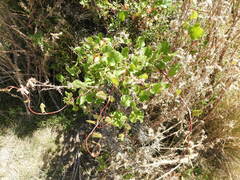 Muehlenbeckia adpressa