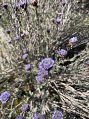 Globularia alypum