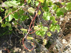 Muehlenbeckia adpressa