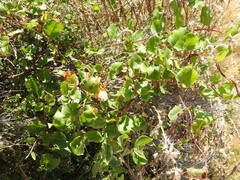 Muehlenbeckia adpressa