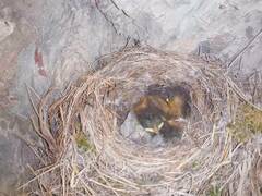 Phoenicurus ochruros