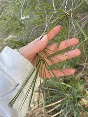 Pinus