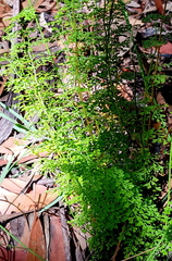 Lindsaea microphylla