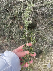 Olea europaea