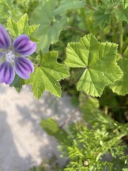 Malvaceae