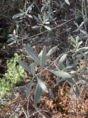 Olea europaea