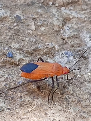 Old World Soapberry Bugs (Genus Leptocoris) · iNaturalist