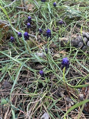 Muscari commutatum