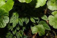 Elatostema stipitatum