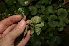 Elatostema stipitatum
