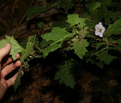Solanum ditrichum