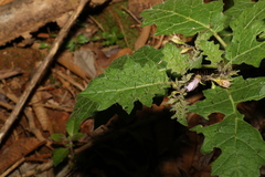 Solanum ditrichum