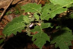 Solanum ditrichum