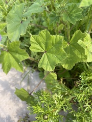 Malvaceae