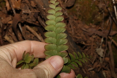 Adiantum silvaticum